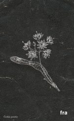 Herbář k čemusi horšímu